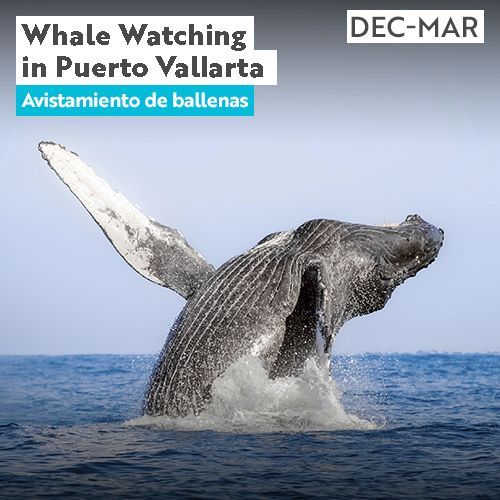 A humpback whale is swimming in the ocean.