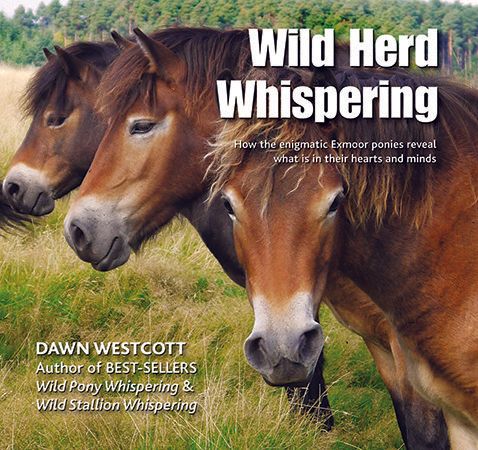 wild herd whispering
