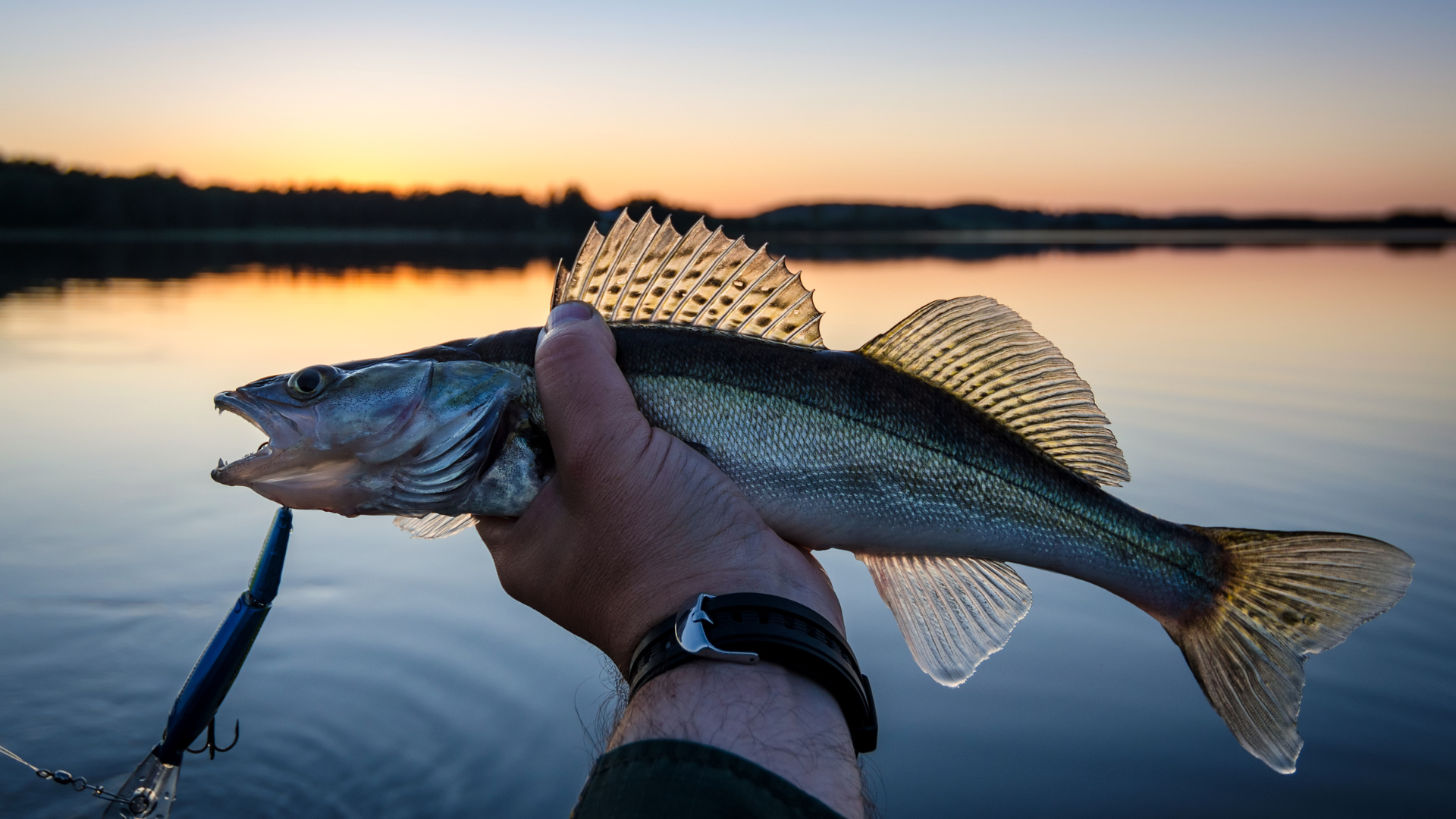 A person holding a walleye fish with a lure, lake and sunset in the background.
