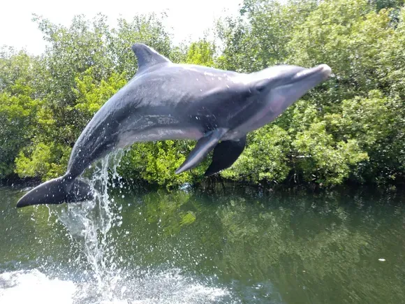 Dolphin leaps from water; grey skin, black fins, sunlit, green trees in background.