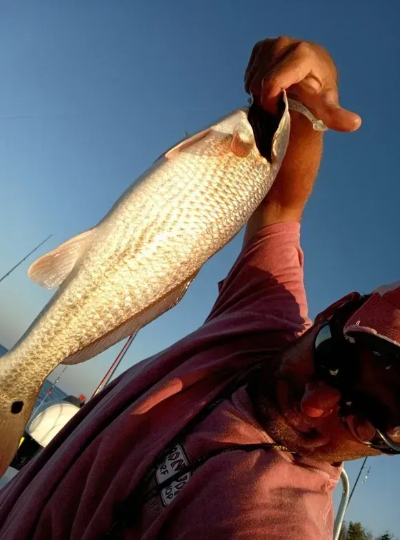 Person holding up a redfish against a blue sky, caught while fishing.