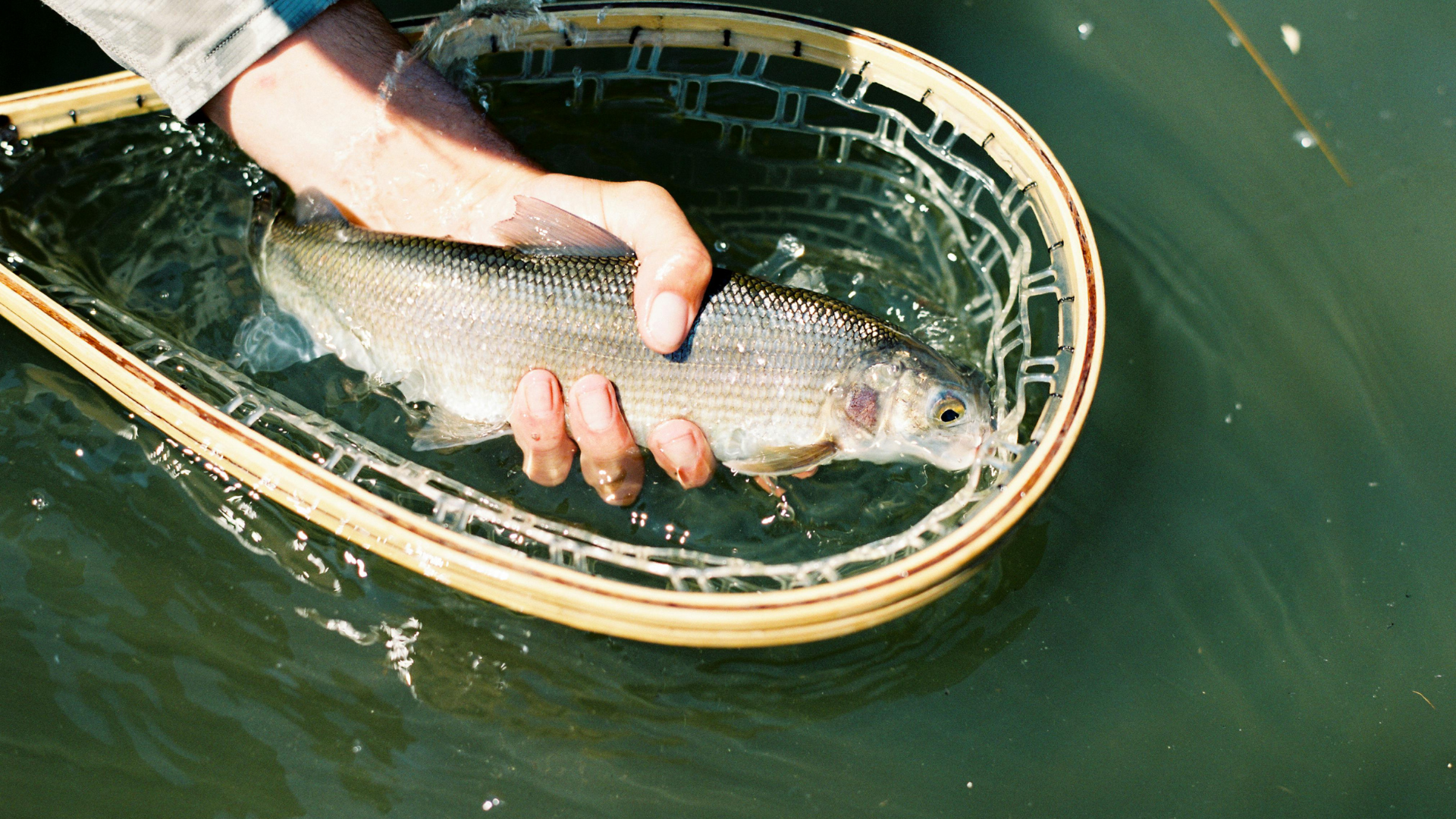 Fish held in a fishing net in water.