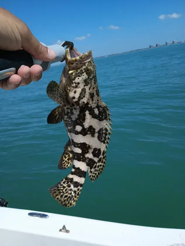 A spotted grouper fish held up in front of blue ocean water under a sunny sky.