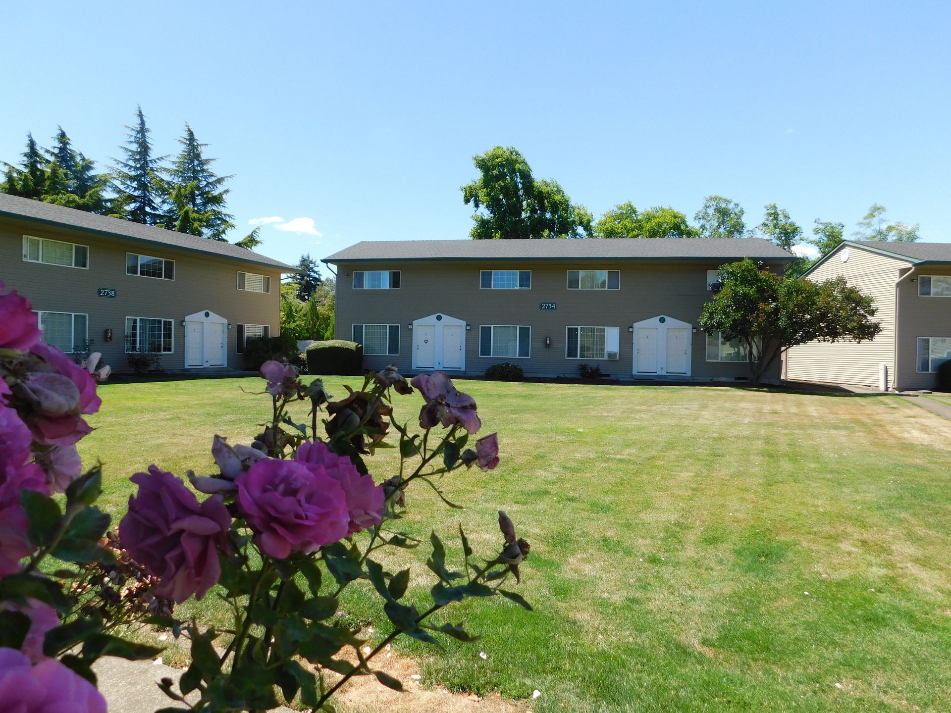 Apartment buildings with a grassy lawn and blooming pink roses in the foreground.