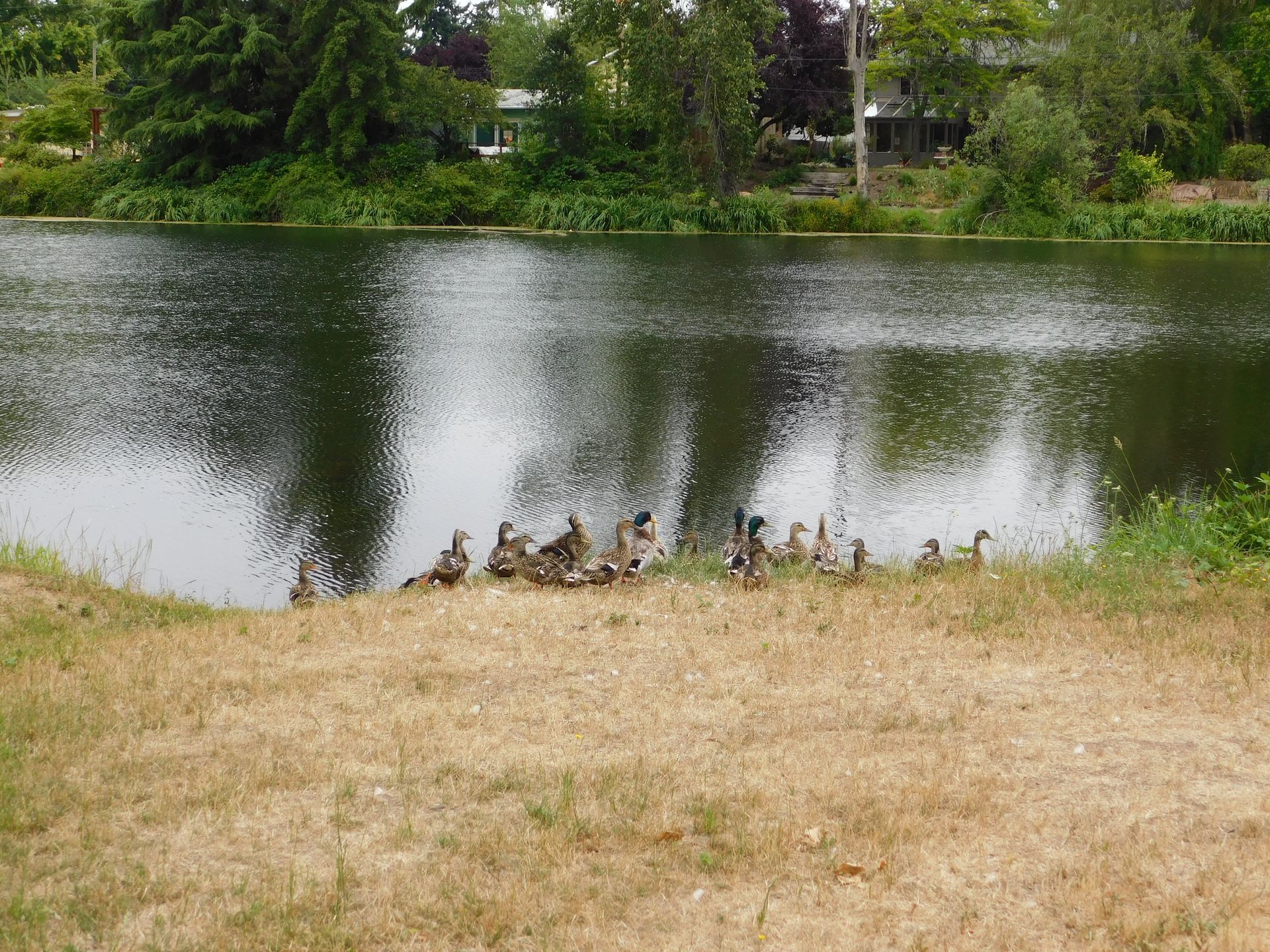 Ducks gather on the grassy bank of a dark lake, with trees and houses in the background.