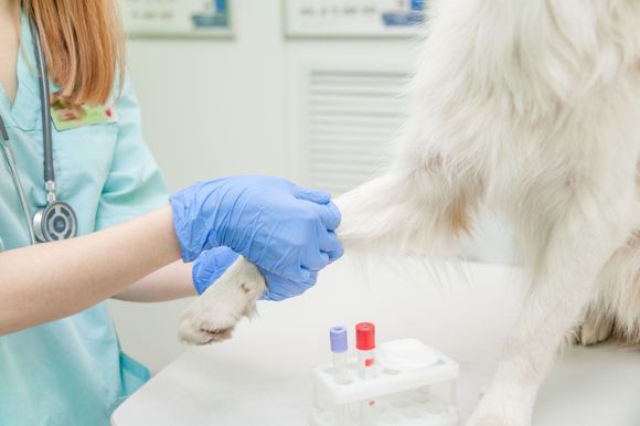 Veterinaria cura la zampa di un cane