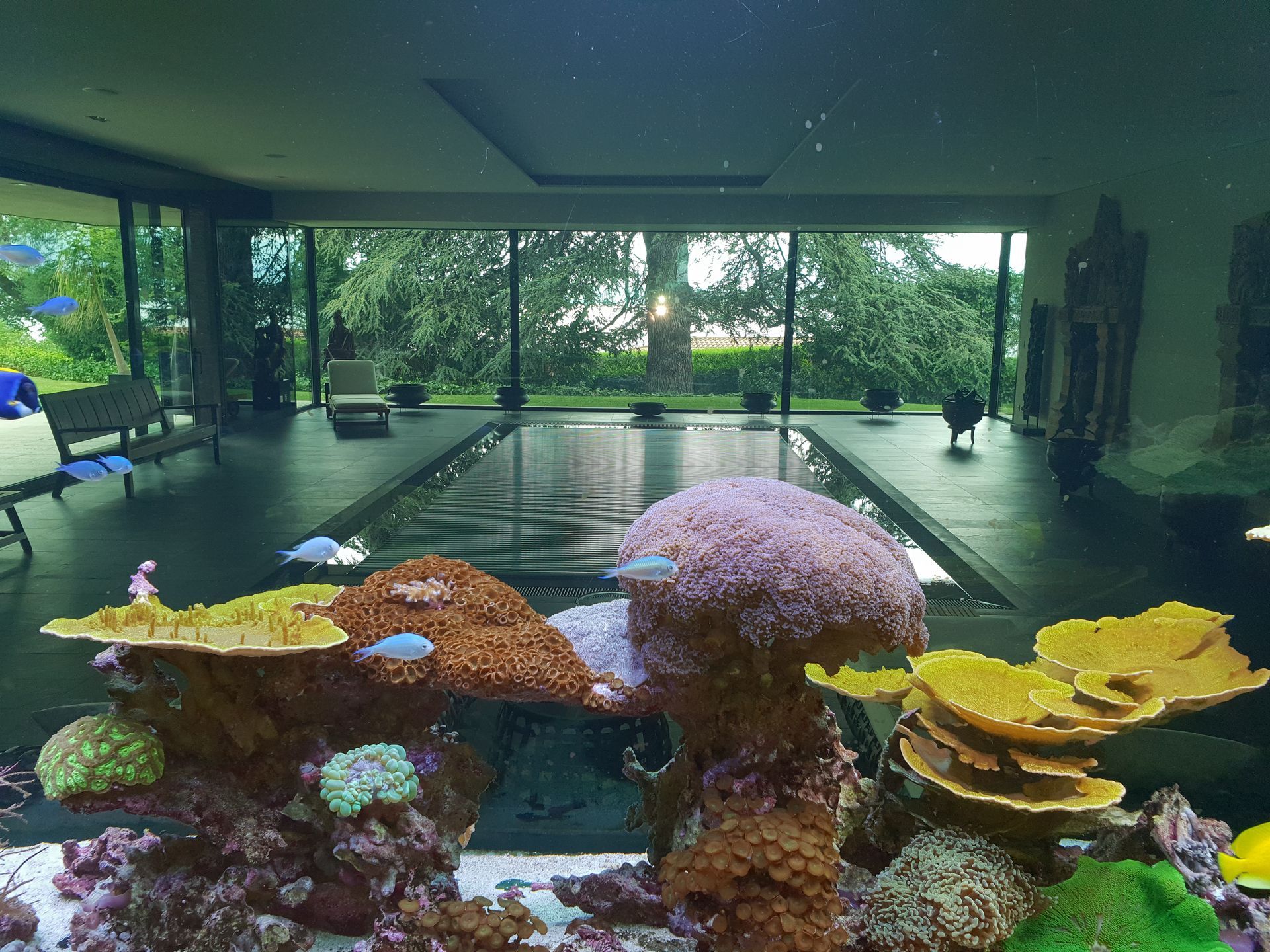 Aquarium récifal dans une pièce avec de grandes fenêtres donnant sur une piscine et des arbres verdoyants.