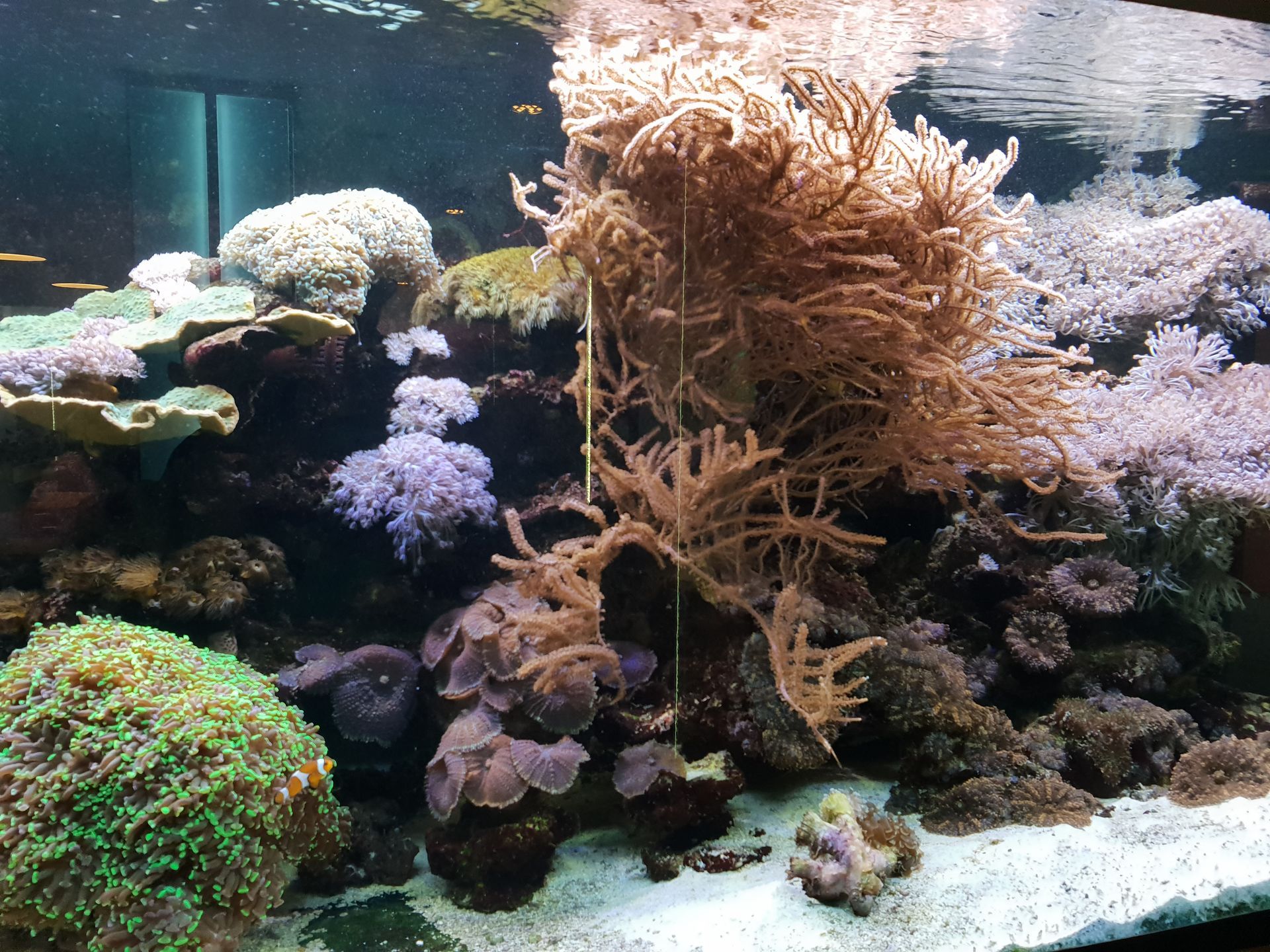 Un aquarium d'eau de mer vibrant, abritant divers coraux colorés et formations rocheuses.