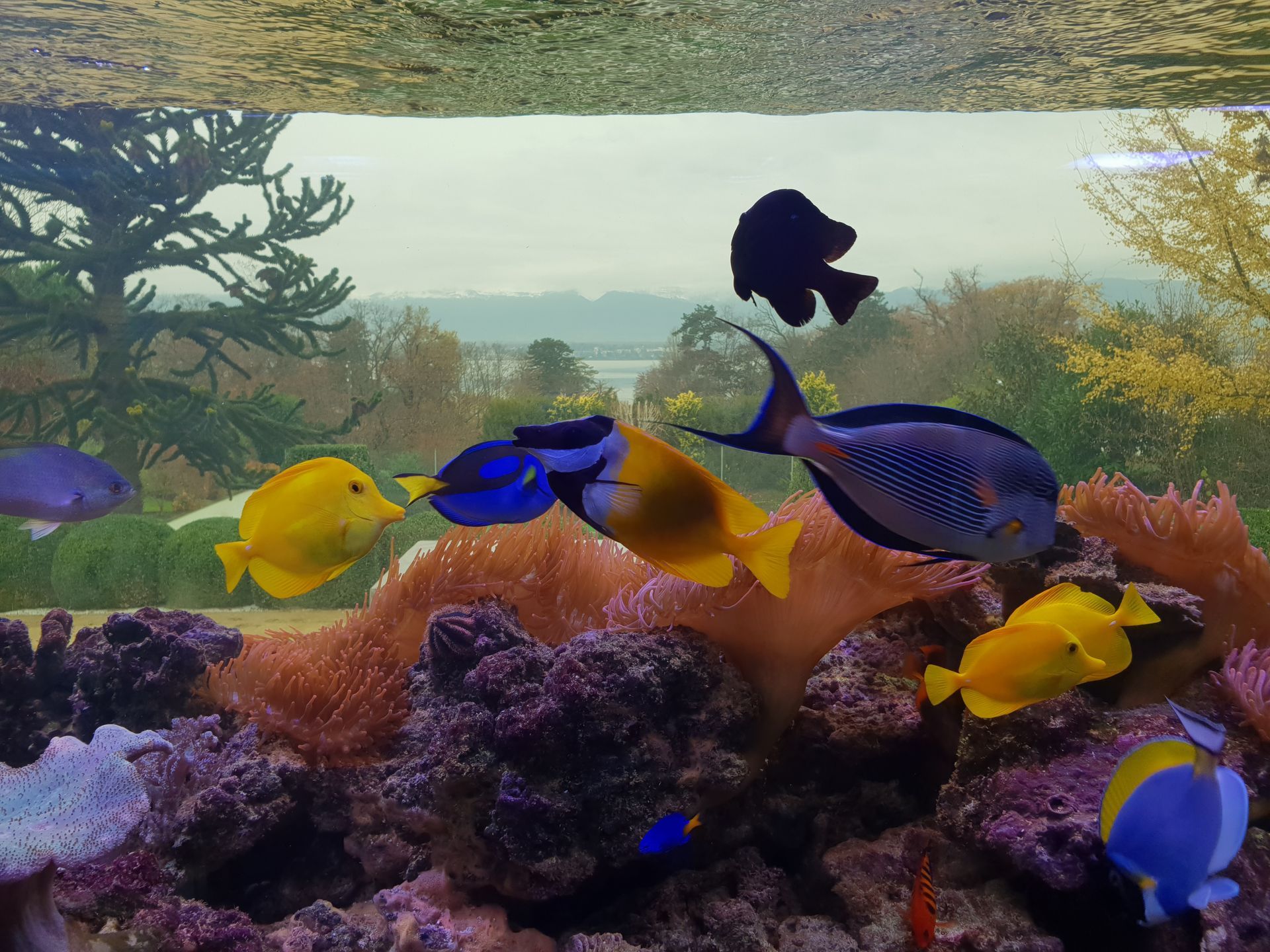 Des poissons colorés nagent dans un aquarium récifal ; en arrière-plan, des arbres et un paysage.