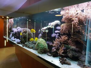 Un aquarium d'eau de mer aux couleurs chatoyantes, avec des coraux, des poissons et un fond bleu.