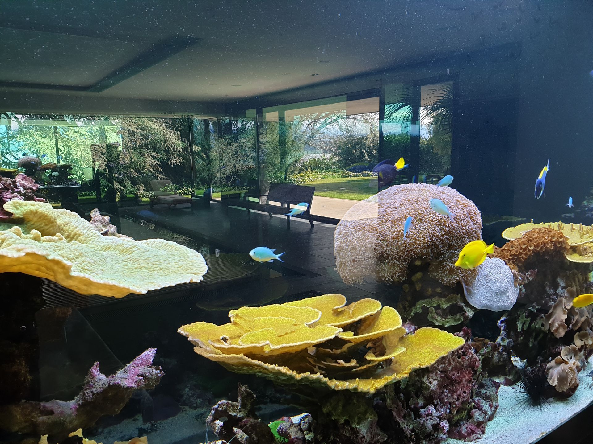 Grand aquarium avec coraux et poissons colorés, vue à travers une vitre sur un paysage extérieur avec banc.