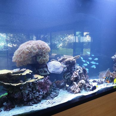 Un aquarium d'eau de mer aux couleurs chatoyantes, avec des coraux, des poissons et un fond bleu.