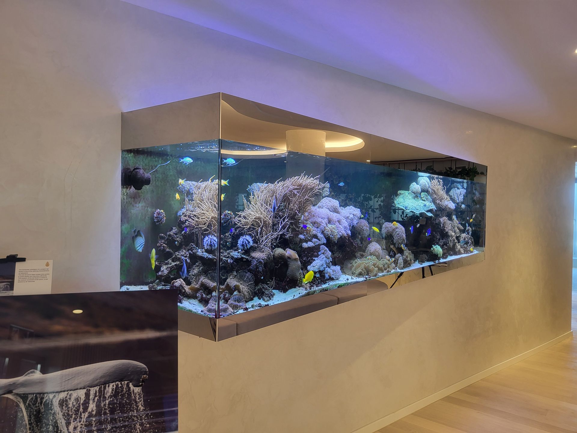 Grand aquarium rectangulaire d'eau de mer intégré à un mur, rempli de coraux et de poissons.