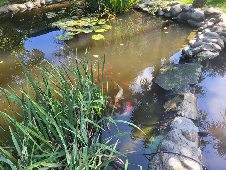 Étang avec poissons, nénuphars et plantes herbacées. Une bordure de pierres entoure l'étang. La lumière du soleil se reflète sur l'eau.