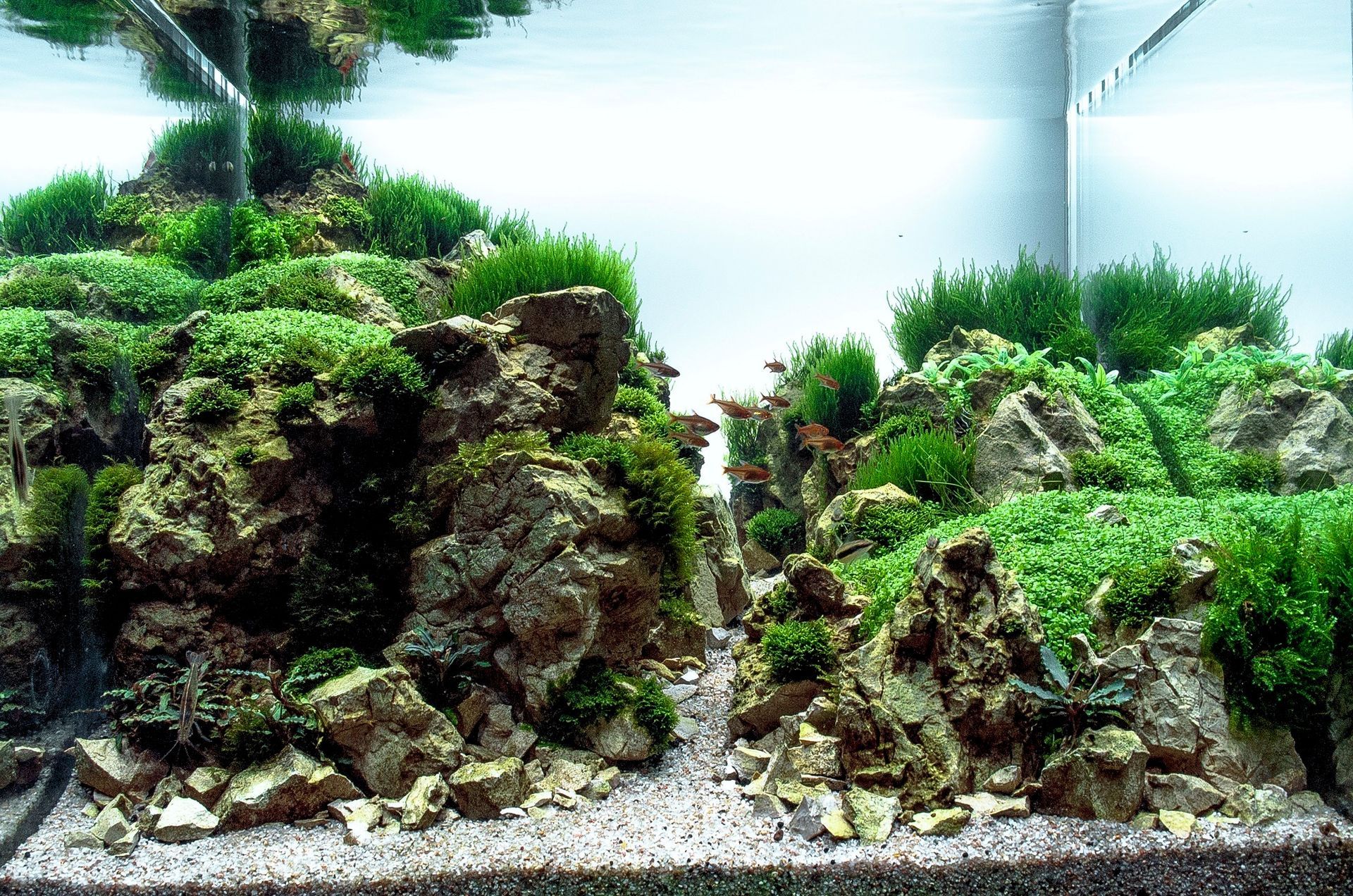 Aquarium avec un décor rocheux et une végétation luxuriante.