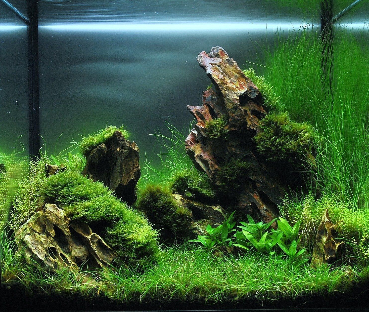 Aquarium avec une végétation aquatique luxuriante et des rochers recouverts de mousse, dans une ambiance tamisée.