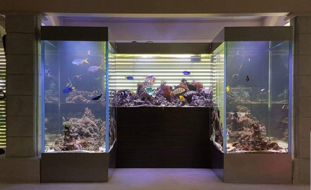 Deux grands aquariums encadrent un récif corallien central, illuminé de lumières bleues et blanches.