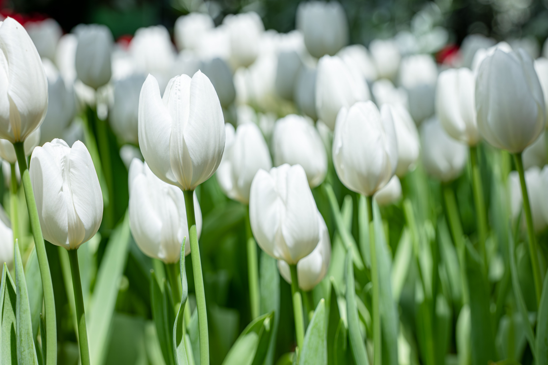 A close-up of a vibrant cluster of white tulips in full bloom with green stems and leaves.