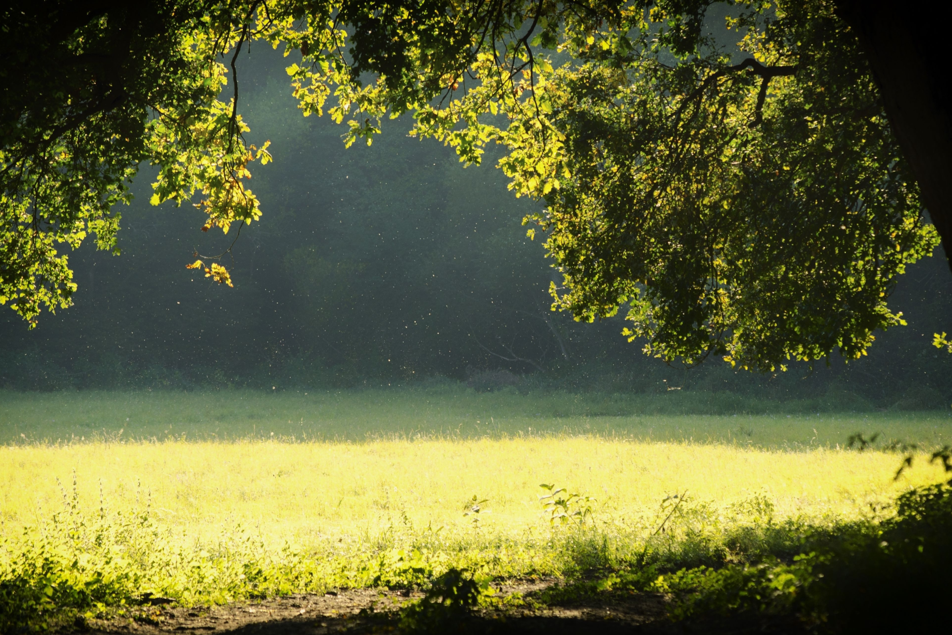 Sunlight illuminates a grassy meadow, framed by the dark, overhanging branches of trees in a forest.