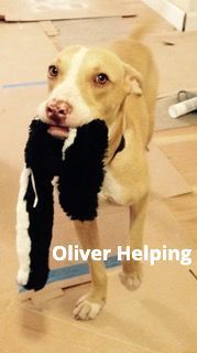 A light-colored dog stands on a cardboard-covered floor, holding a black and white stuffed skunk toy in its mouth.
