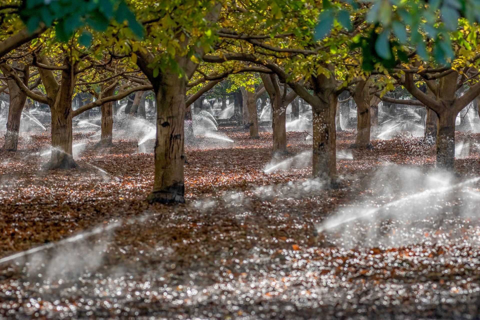 Sprinkler Irrigation - Linden, CA - Purviance Drillers Inc.
