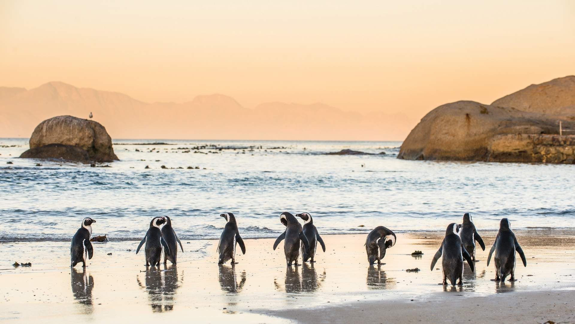A group of penguins are standing on a beach near the ocean.