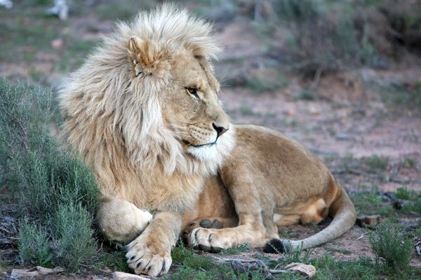 A lion is laying down in the grass and looking at the camera.