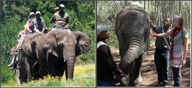 A group of people riding on the backs of elephants