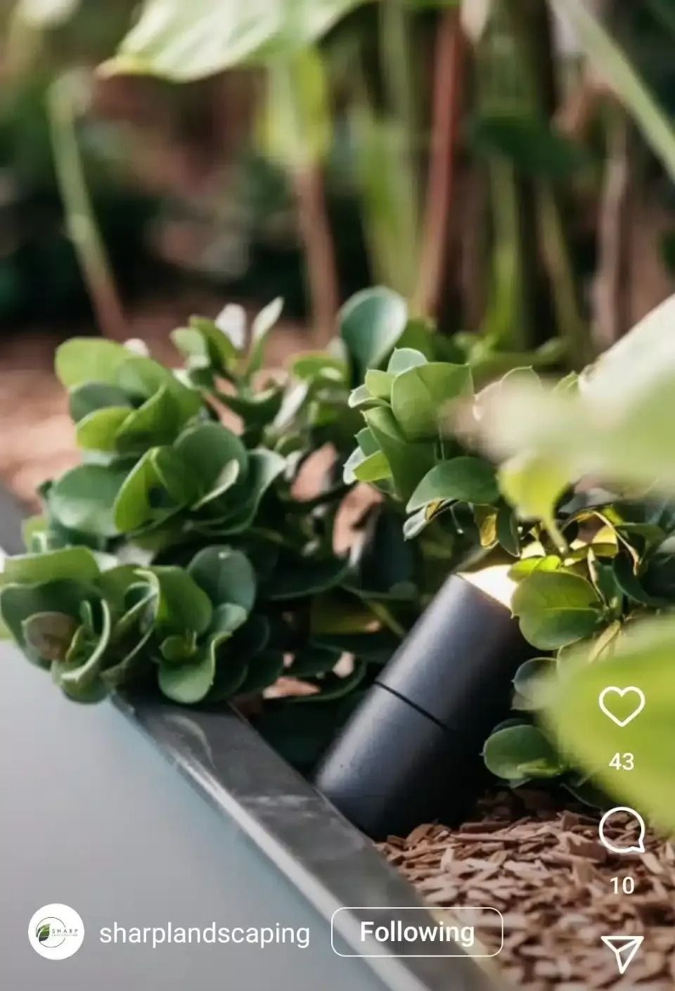 Close-up of landscaping with green plants, mulch, and a black spotlight in an outdoor setting.