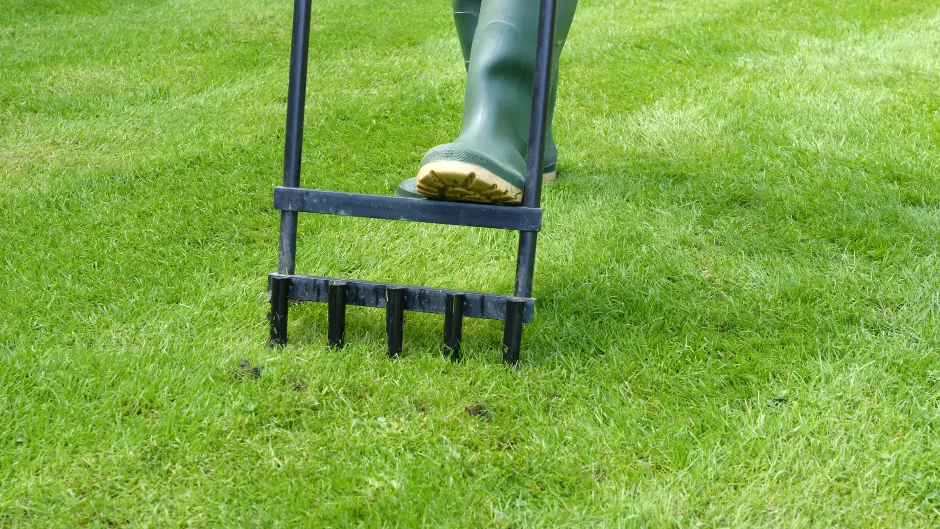 Person using a manual lawn aerator on green grass