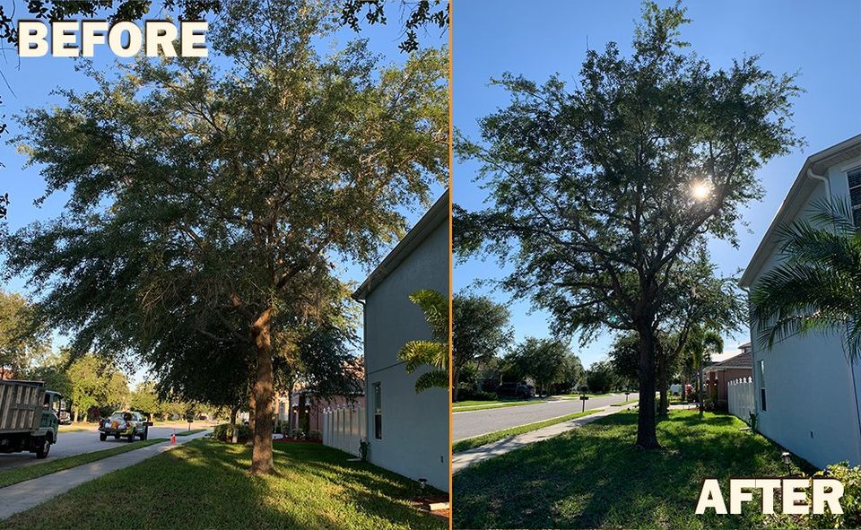 Should You Have Your Live Oak Removed