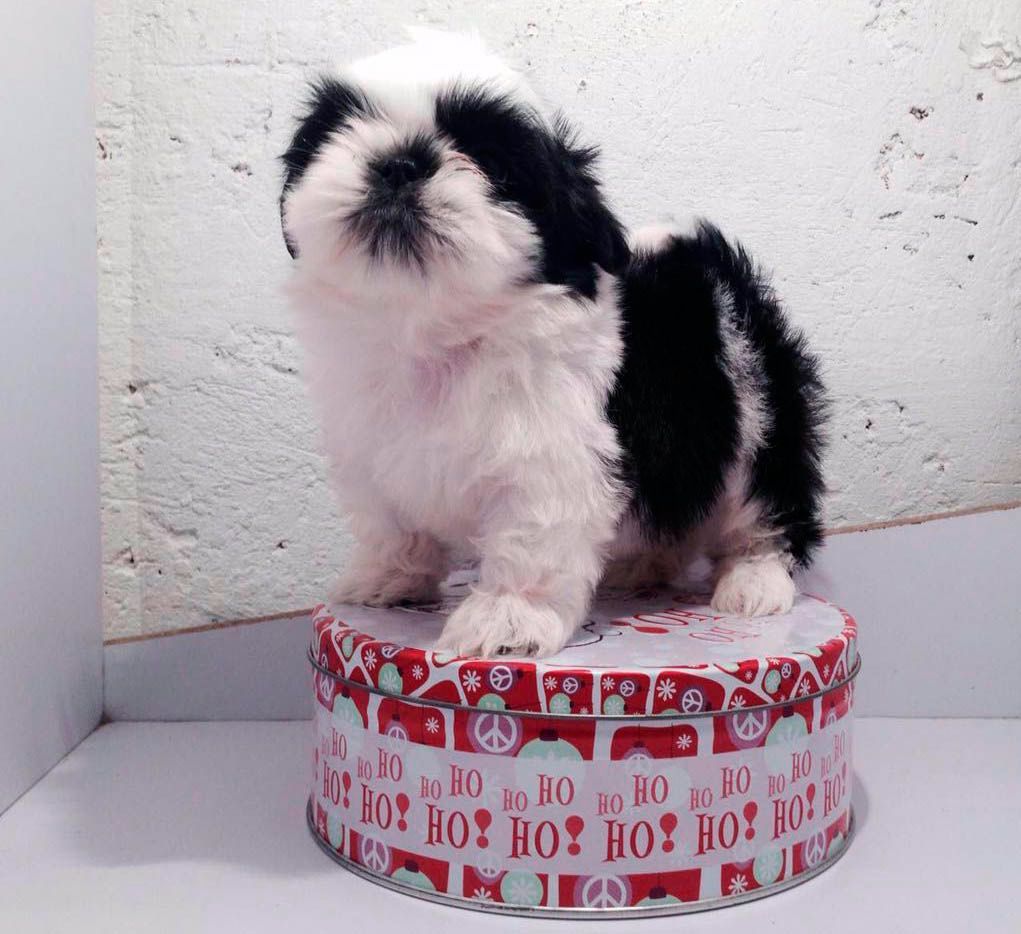 shih tzu en venta