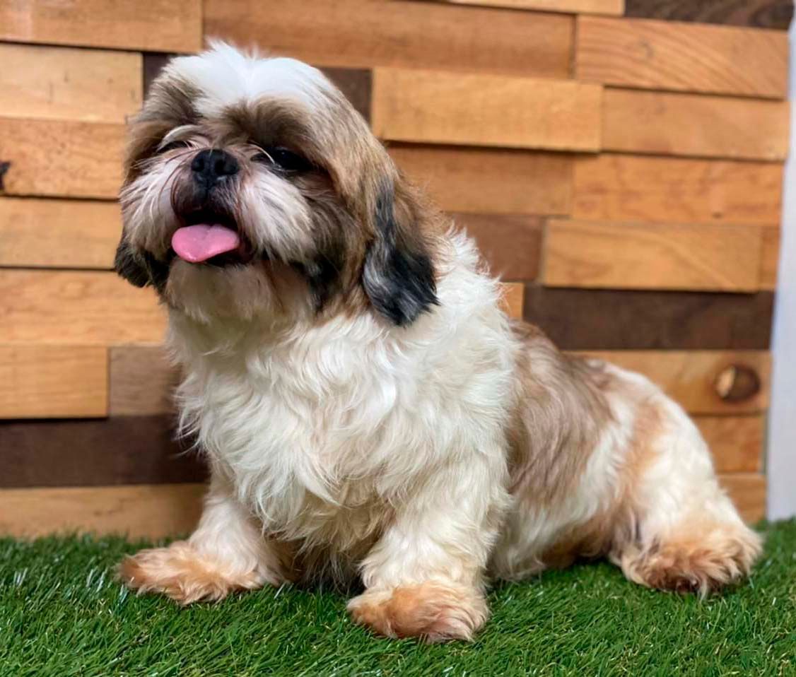 shih tzu en venta