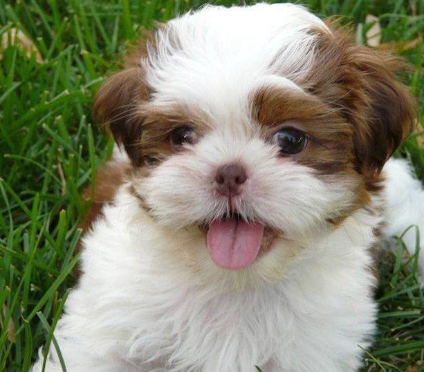 venta de perros shih tzu