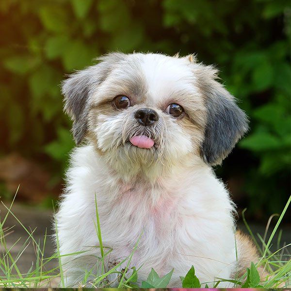 venta de perros shih tzu