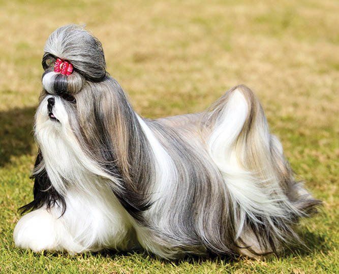 venta de perros shih tzu