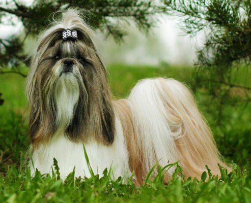 venta de perros shih tzu