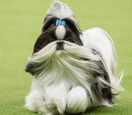 venta de perros shih tzu