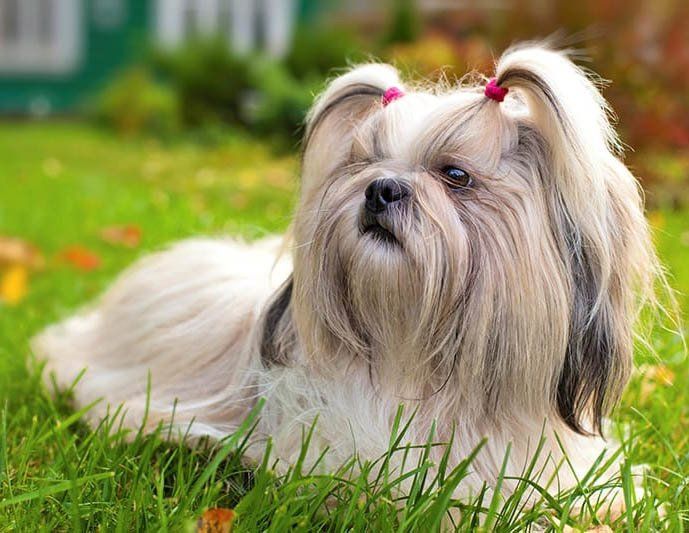 venta de perros shih tzu