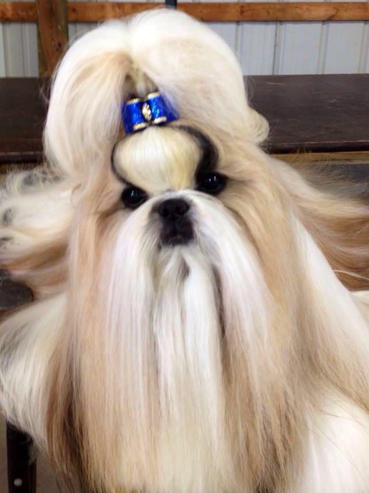 shih tzu en Aguascalientes