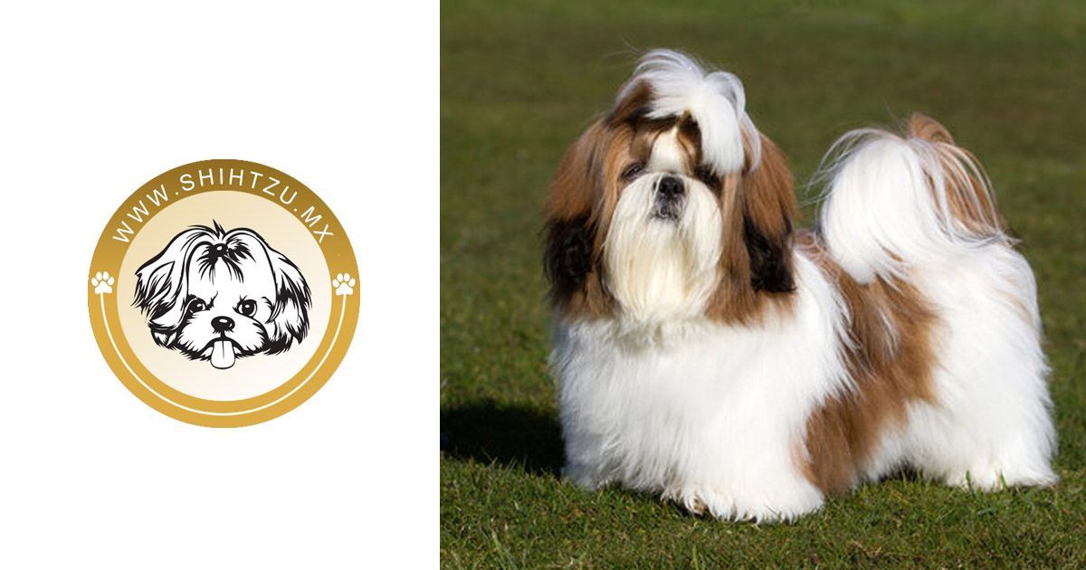PRECIO DE SHIH TZU EN M XICO visual data 5