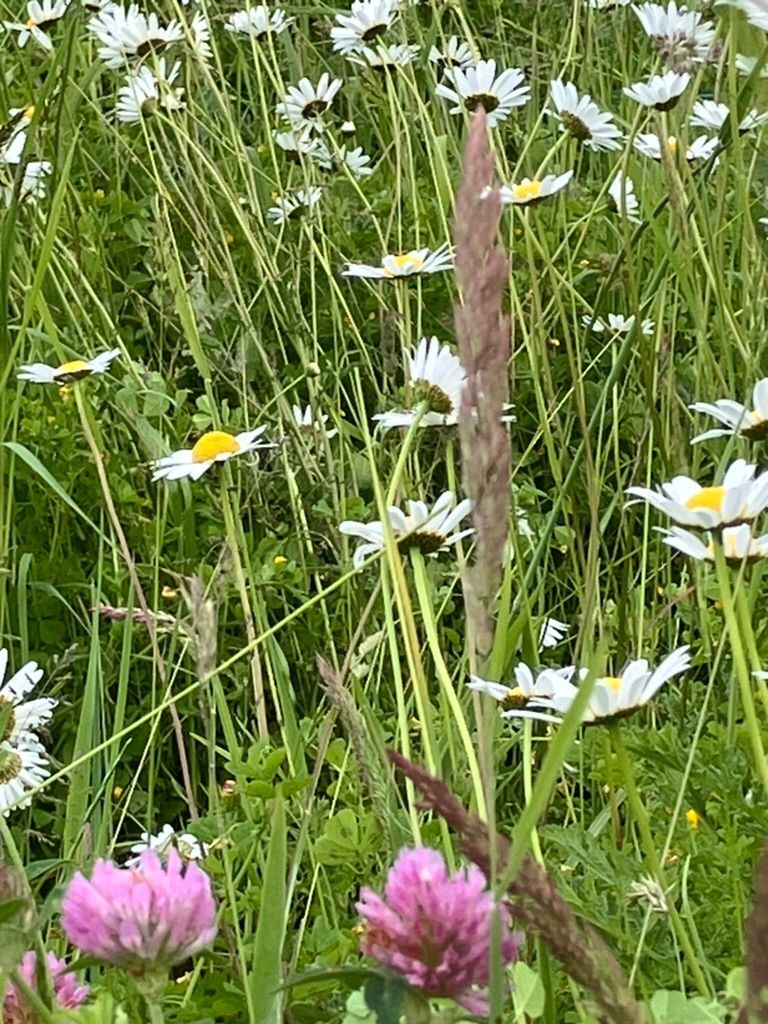 Anes-relax, médiation animale 86400 Civray