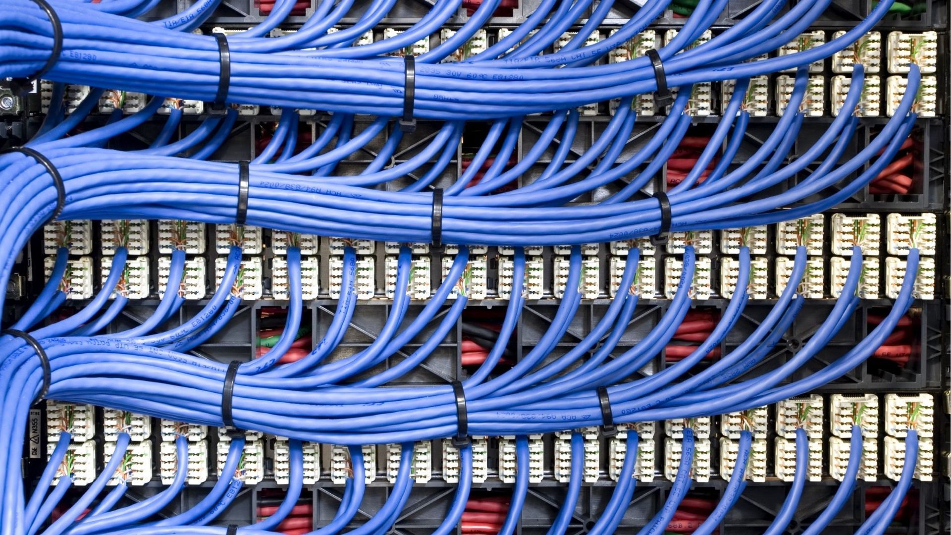 Blue network cables bundled and secured within a server rack.