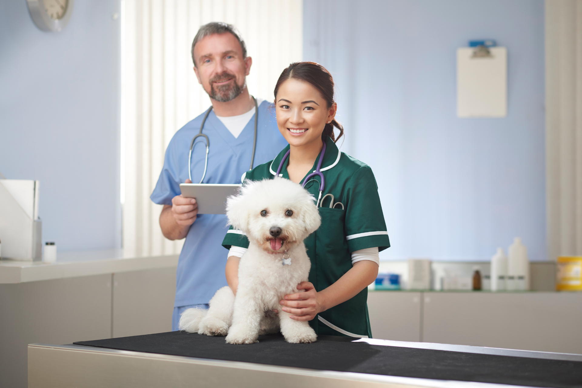 Male and female vet with a white fluffy dog