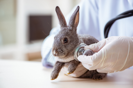 Grey rabbit with a stethoscope being held by a white gloved hand to its side