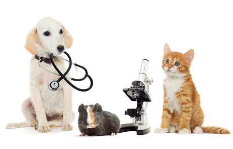 Puppy with a stethoscope, kitten and gerbal with a Microscope
