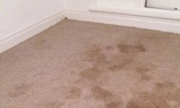 Carpet Cleaning