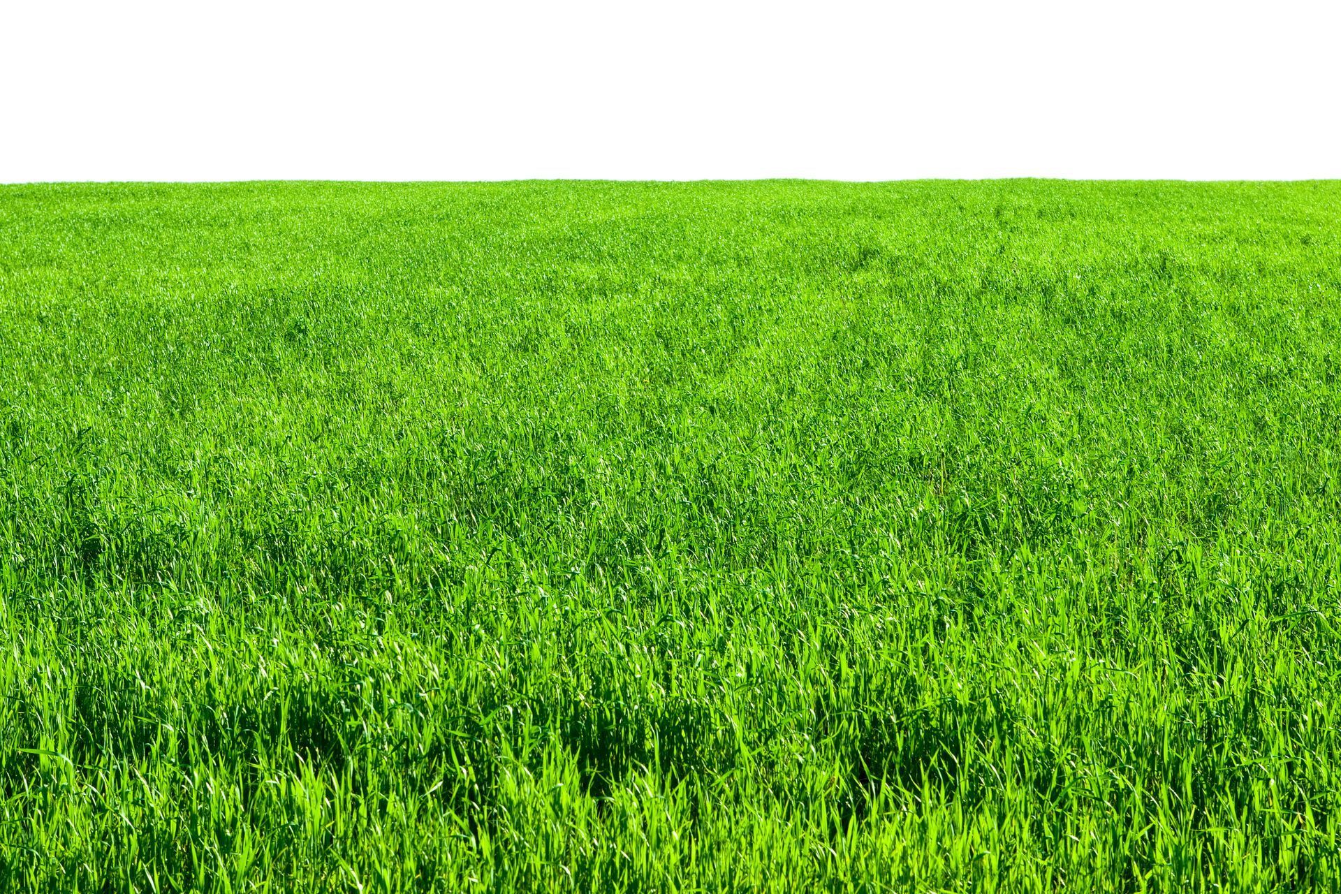 Workers Are Cutting the Grass — Lacey Township, NJ — Forever Green Lawn & Landscaping