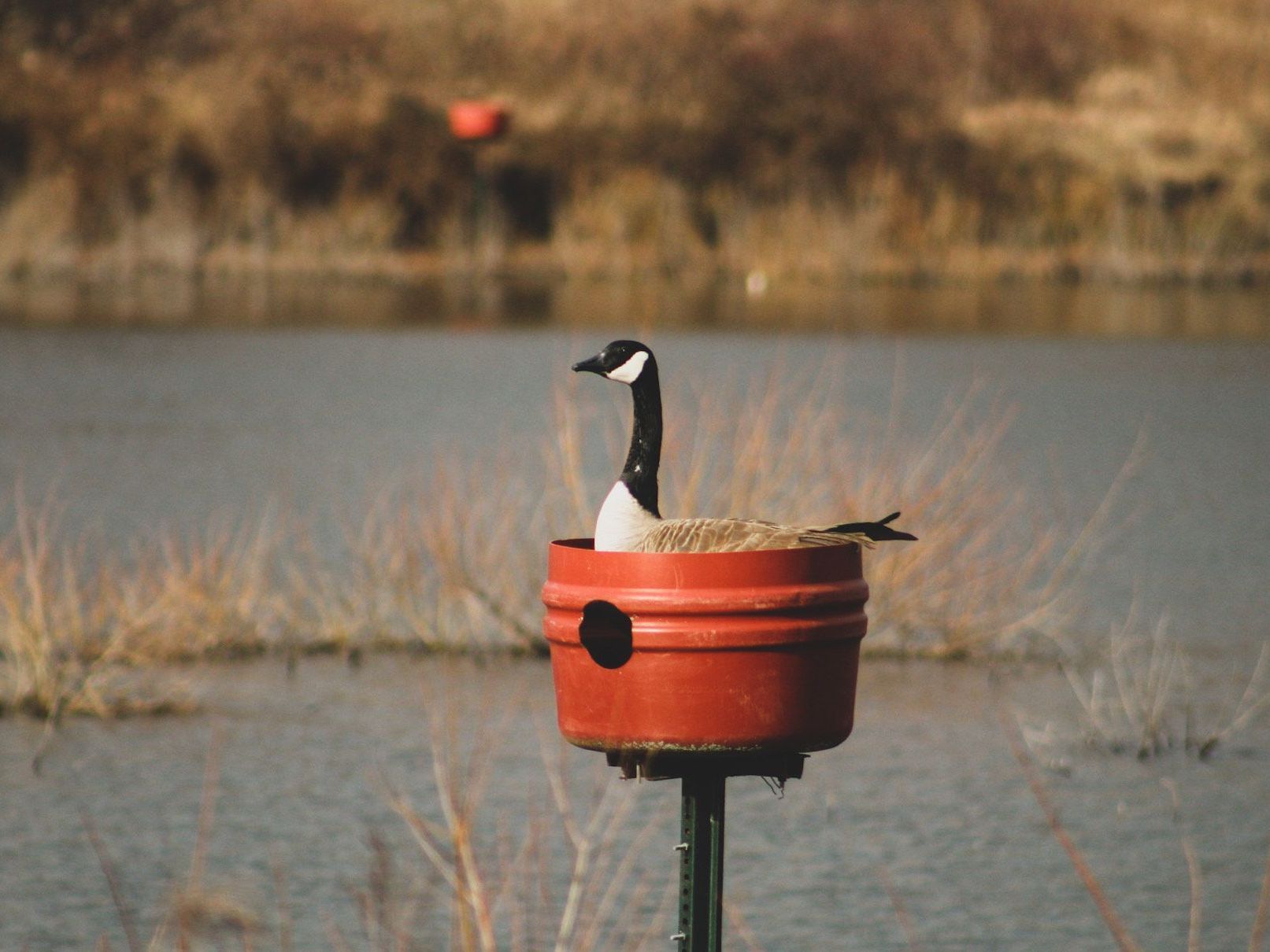 a goose is sitting in a red bucket next to a body of water