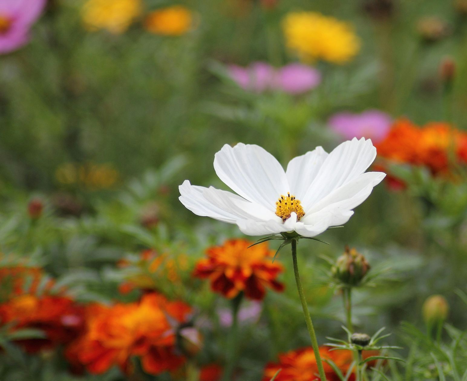 White cosmos flower with yellow center, set in a field of colorful blooms.